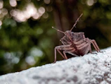 Close-up of a bed bug treatment being applied in a bedroom corner.