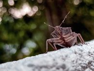 Close-up of a bed bug being treated with safe pest control spray.