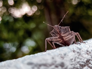 A close-up view of a brown bug with detailed texture and patterns on its back, antennae extended, crawling on a rough white surface. The background is softly blurred, featuring green and dark tones with bokeh light circles.