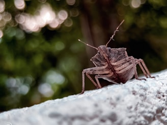 A close-up view of a brown bug with detailed texture and patterns on its back, antennae extended, crawling on a rough white surface. The background is softly blurred, featuring green and dark tones with bokeh light circles.