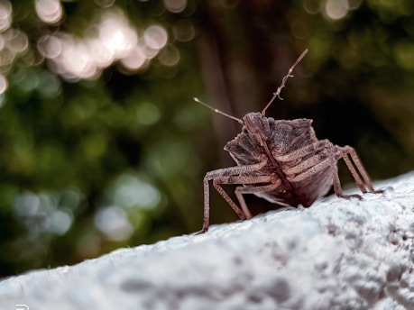 A close-up view of a brown bug with detailed texture and patterns on its back, antennae extended, crawling on a rough white surface. The background is softly blurred, featuring green and dark tones with bokeh light circles.