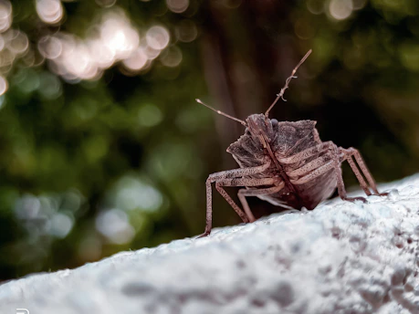 Close-up of a bed bug crawling on fabric in a dimly lit room.