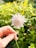 person holding white and purple flower