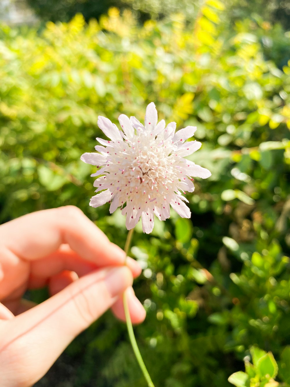 person holding white and purple flower
