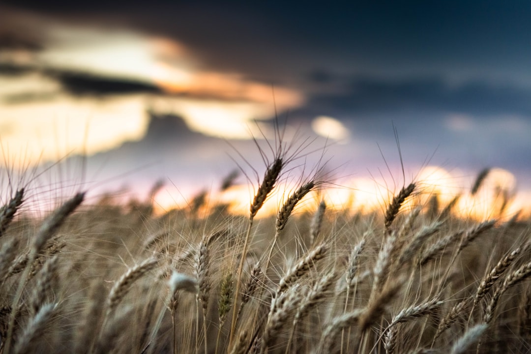 brown wheat field during sunset