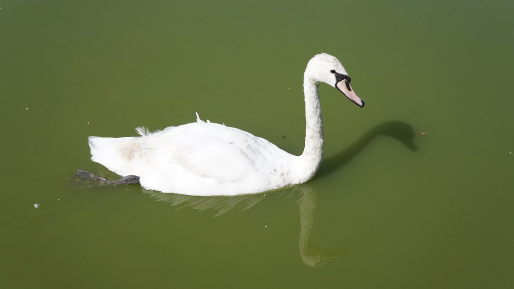 white swan on green water