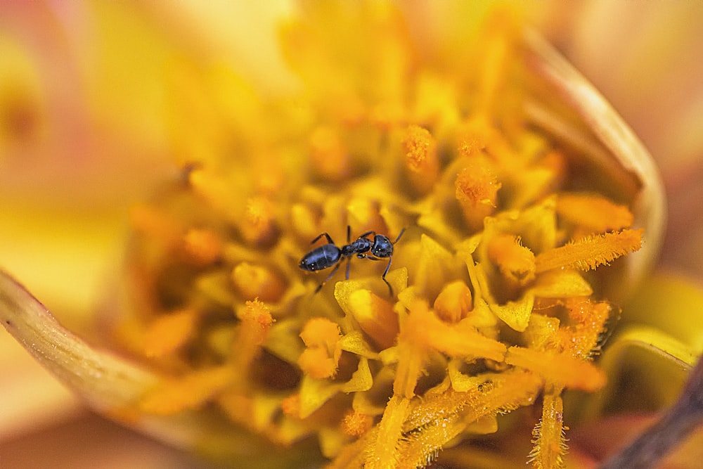 black ant on yellow flower