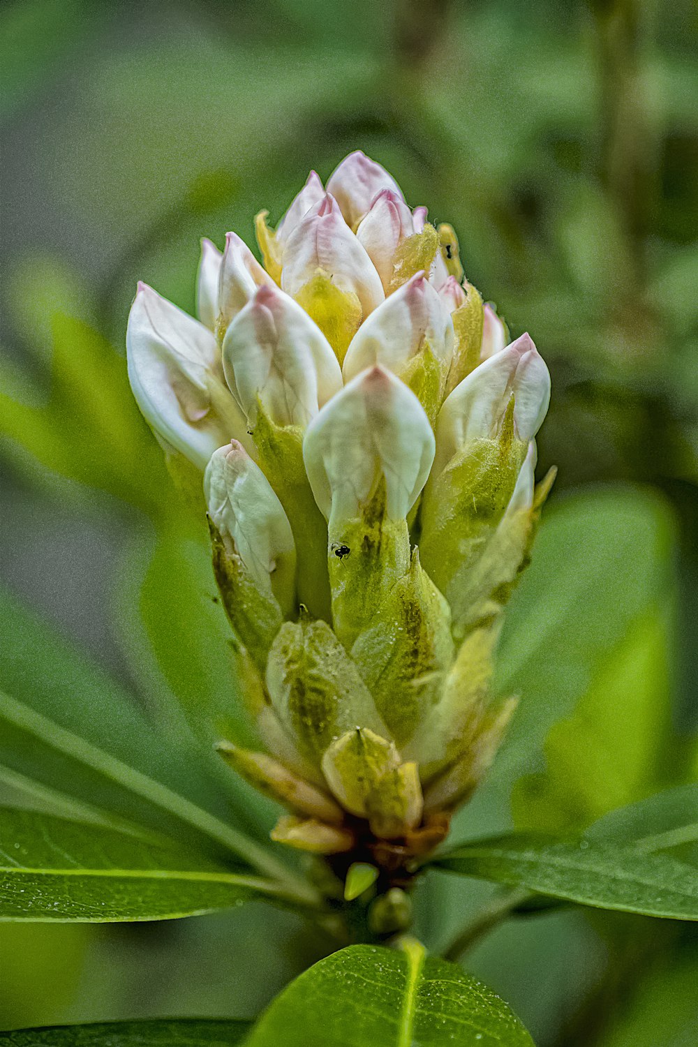 white and pink flower bud in macro shot