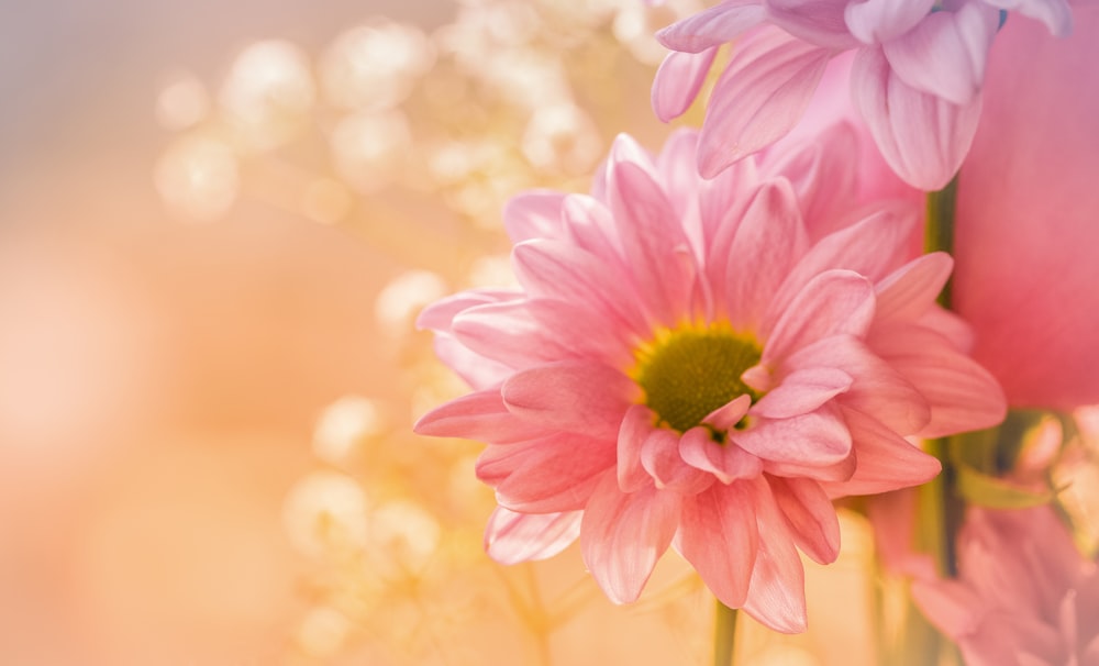 pink flower in tilt shift lens