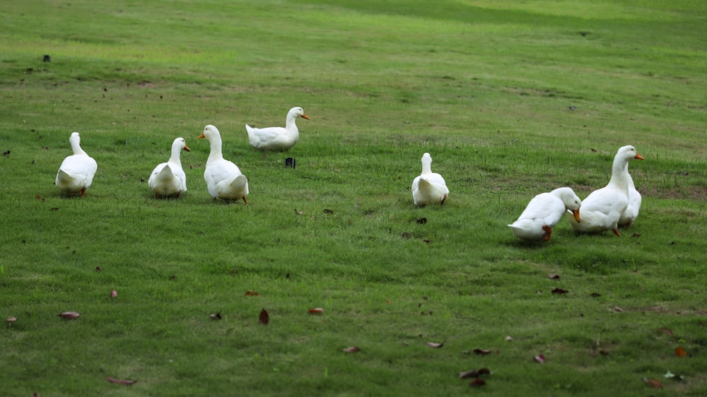 white duck on green grass field during daytime