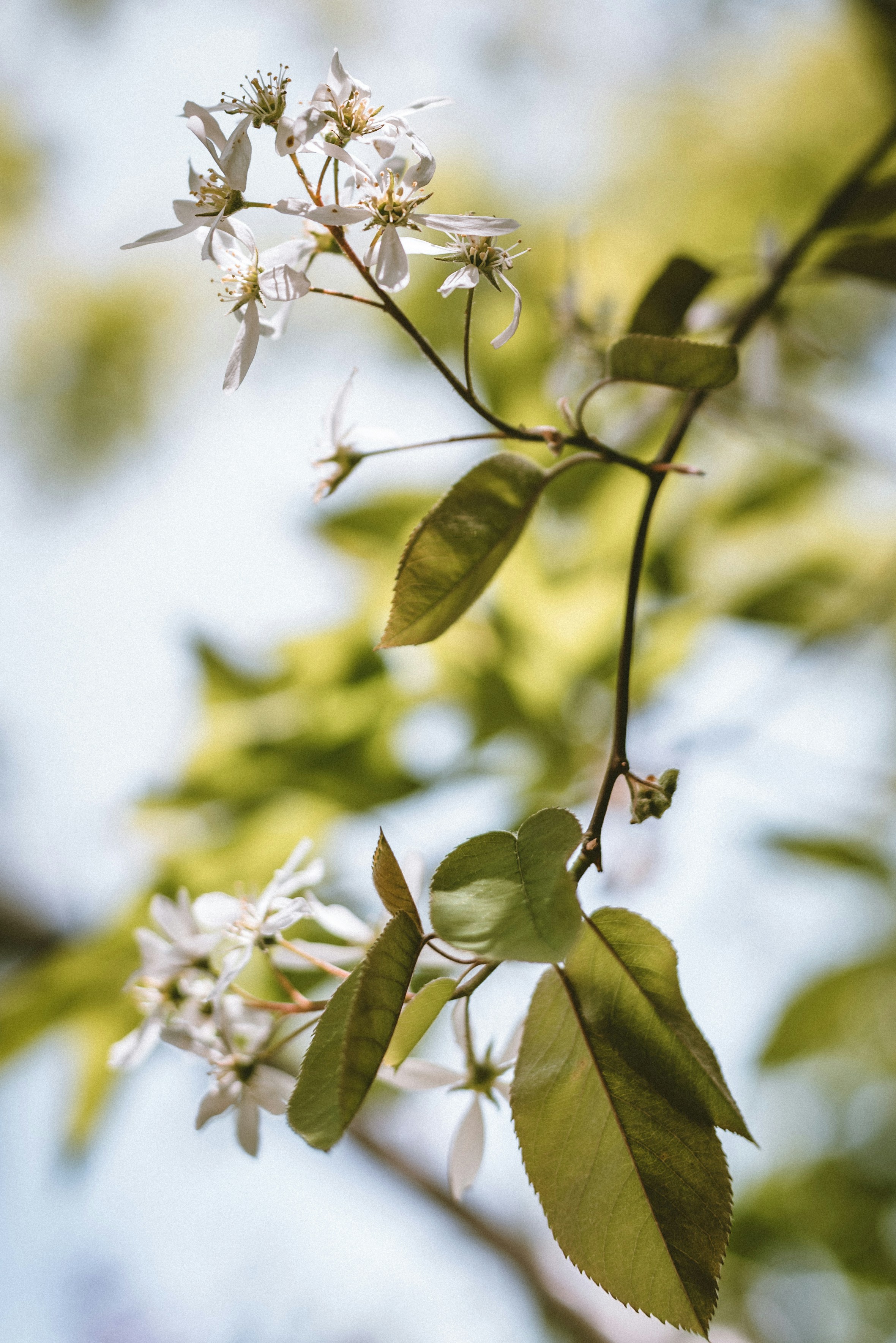 Photo by carolineziem