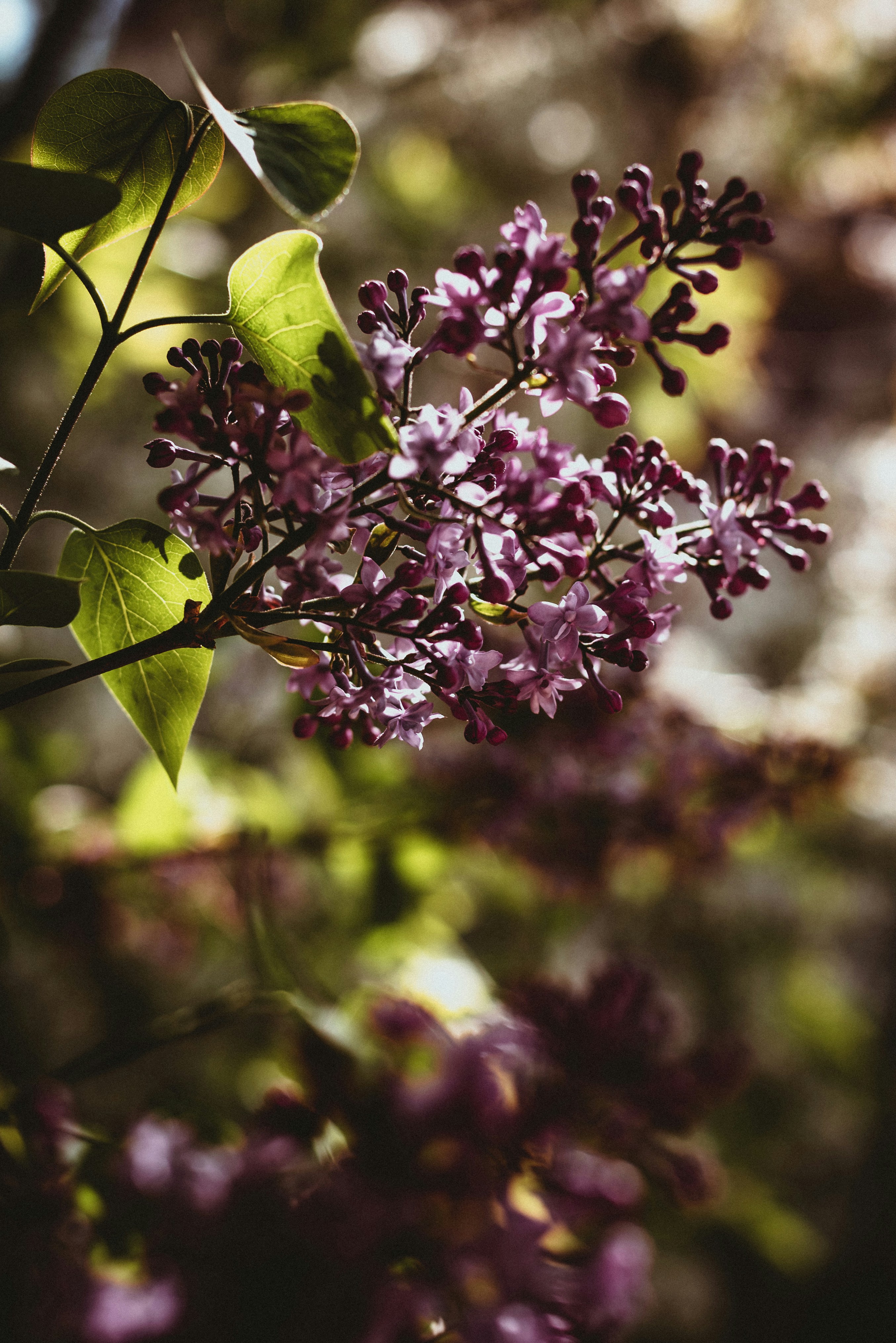 Photo by carolineziem