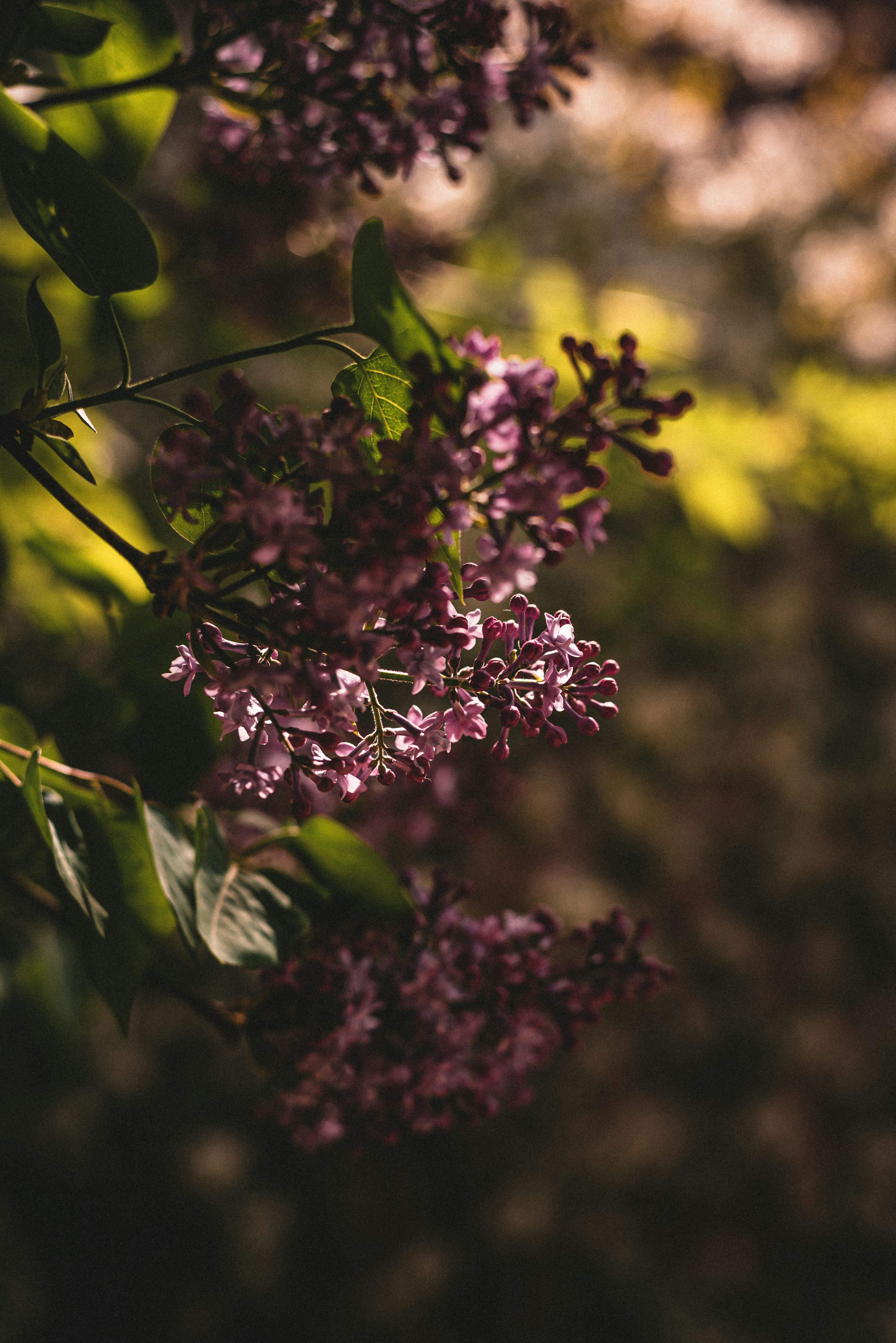 Photo by carolineziem