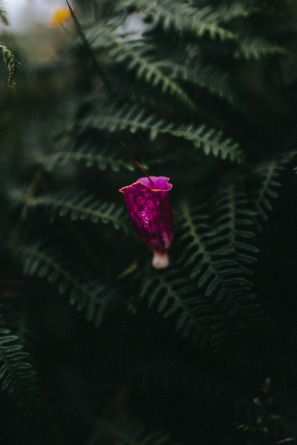 purple flower on green leaves