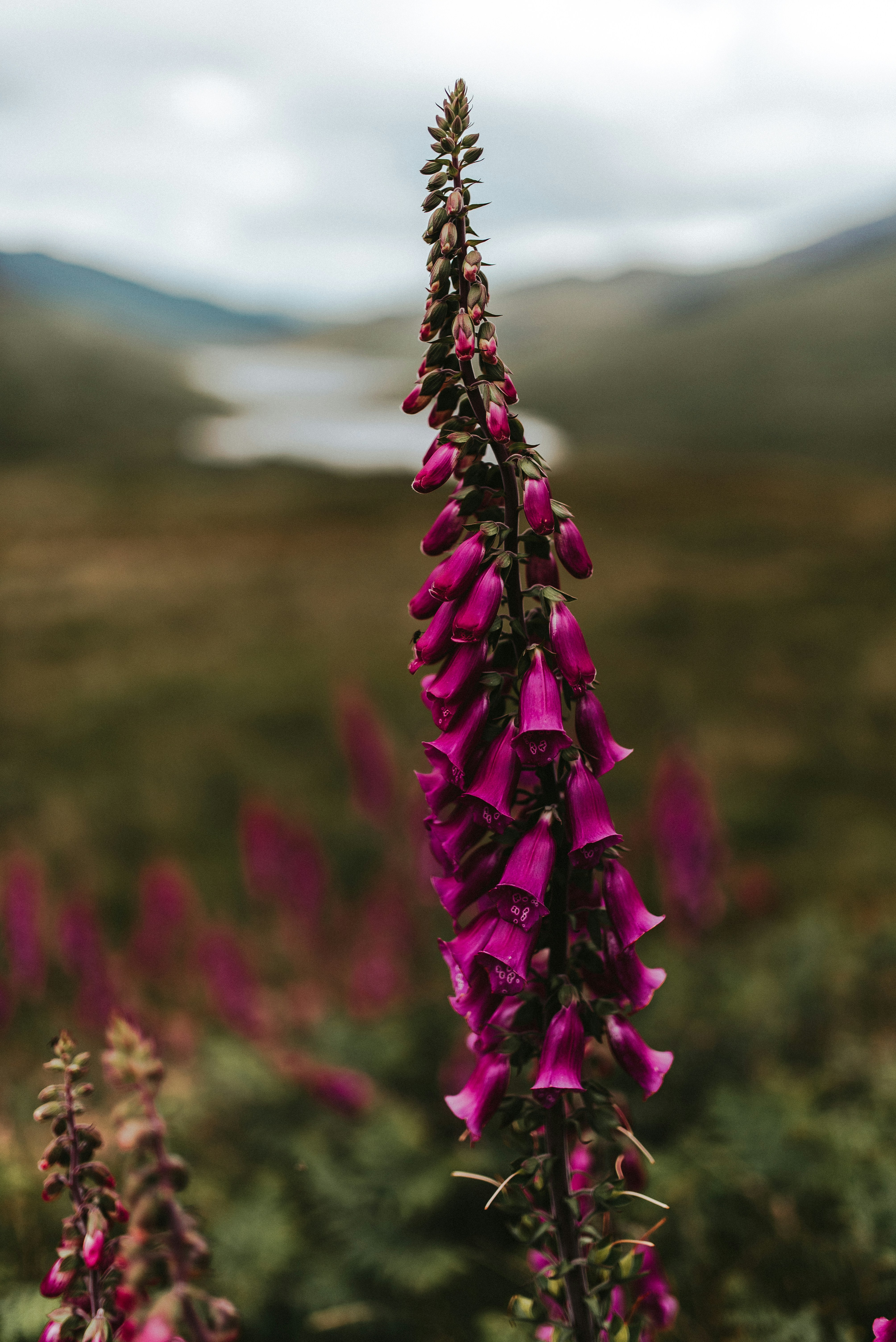 purple flowers in tilt shift lens