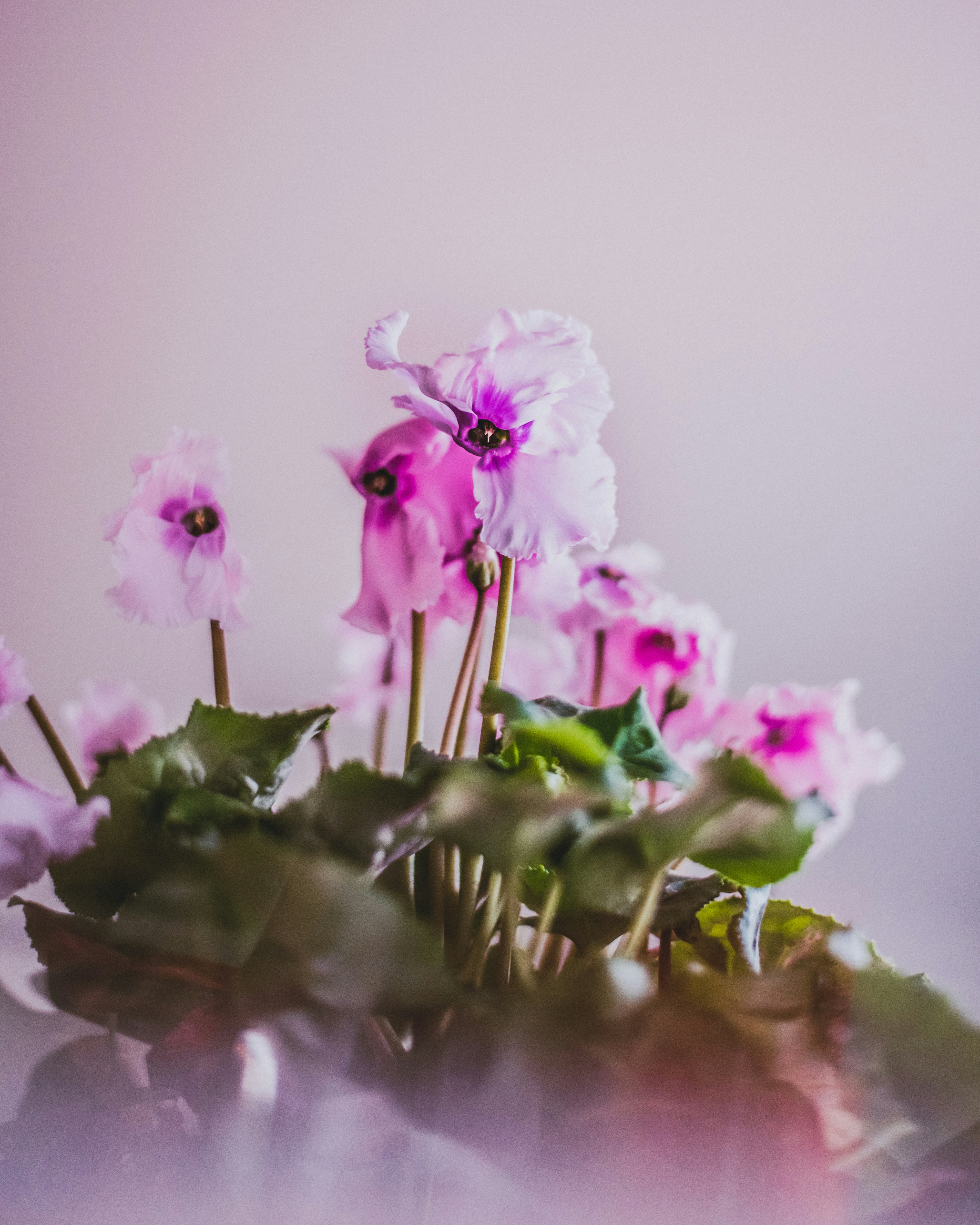 Photo by carolineziem