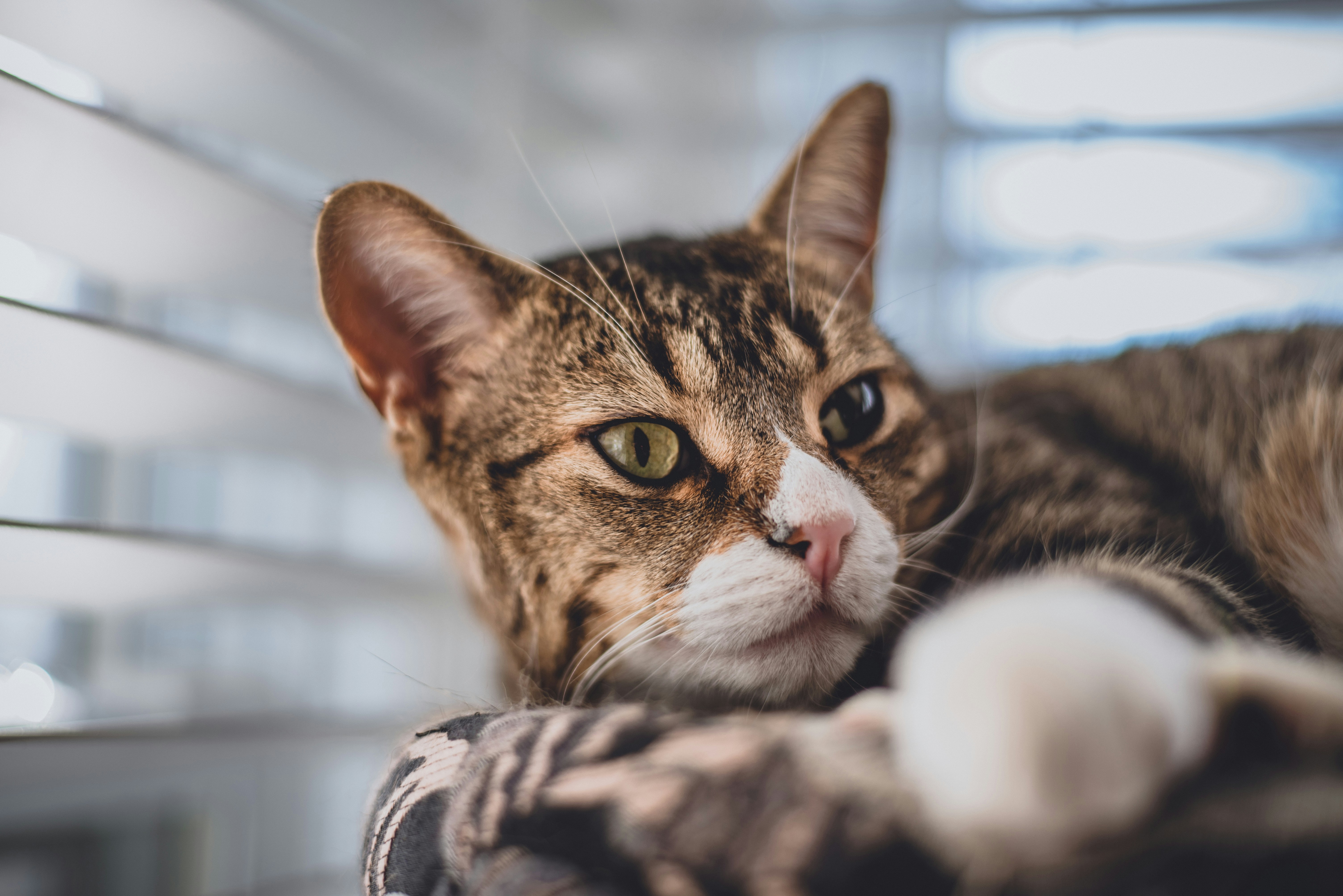 Photo by carolineziem