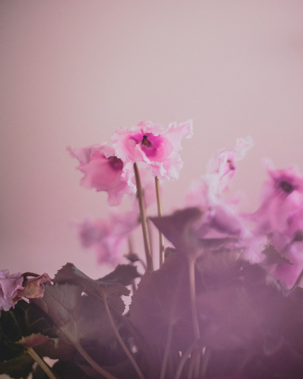 pink flowers with green leaves