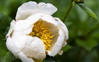 Close-up of a blooming spring flower with a drop of nectar on its petal