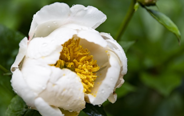Close-up of a blooming spring flower with a drop of nectar on its petal