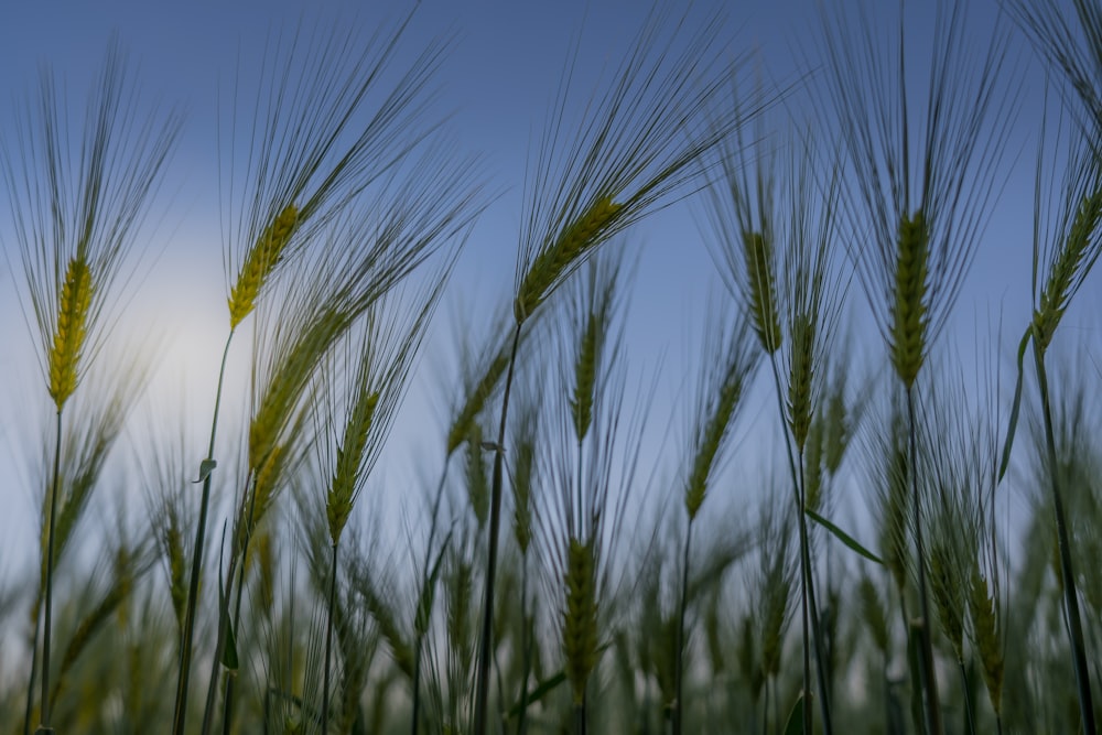 brown wheat field during daytime