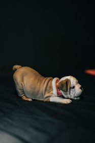 A small bulldog puppy with a wrinkled face and fawn-colored fur is stretching forward on a dark surface. The puppy is wearing a red patterned collar. It seems to be in a playful posture.