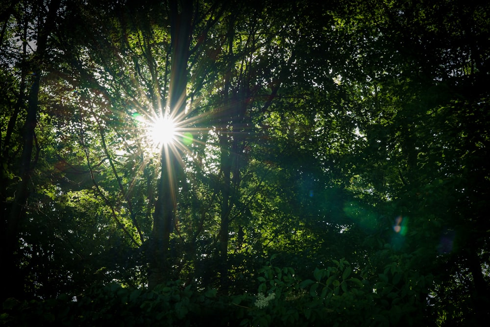 green trees and plants during daytime