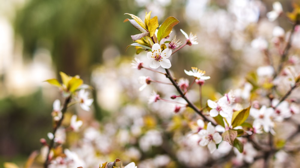 white and yellow flower in tilt shift lens