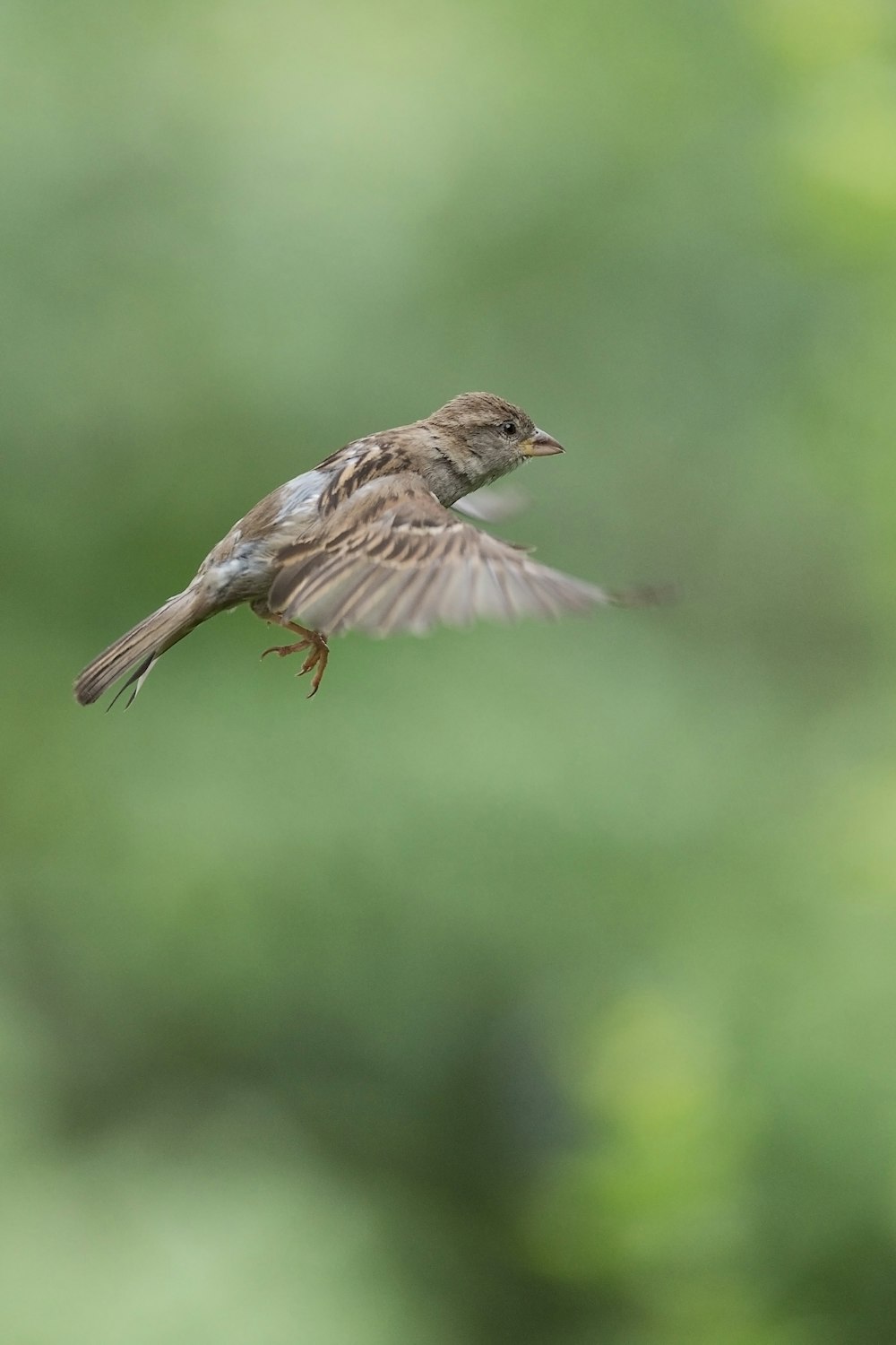 brown bird on black tree branch during daytime