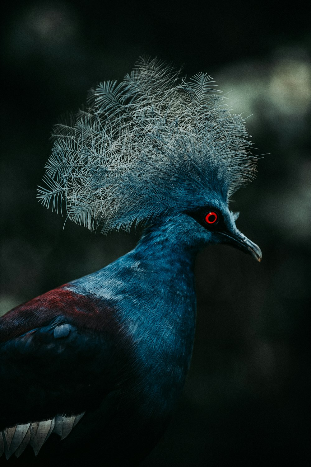 blue and black bird with white fur