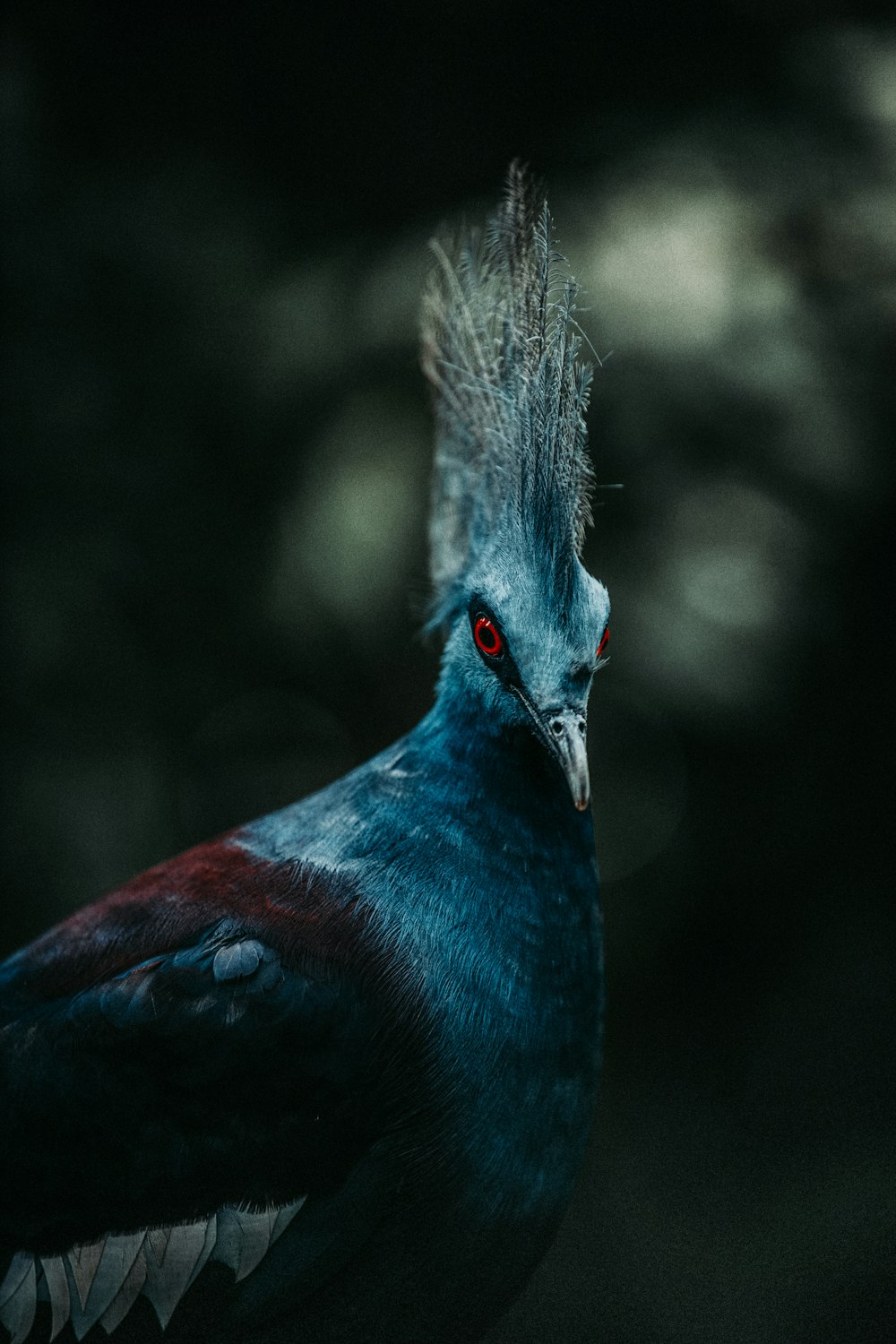 Blauer und schwarzer Vogel in der Nahaufnahme