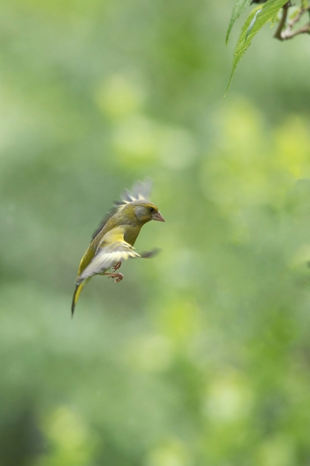 yellow and brown bird on brown tree branch during daytime