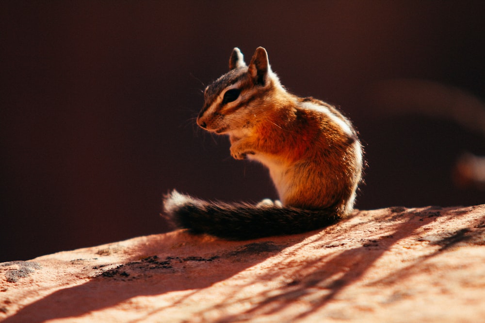 brown and white squirrel on brown rock