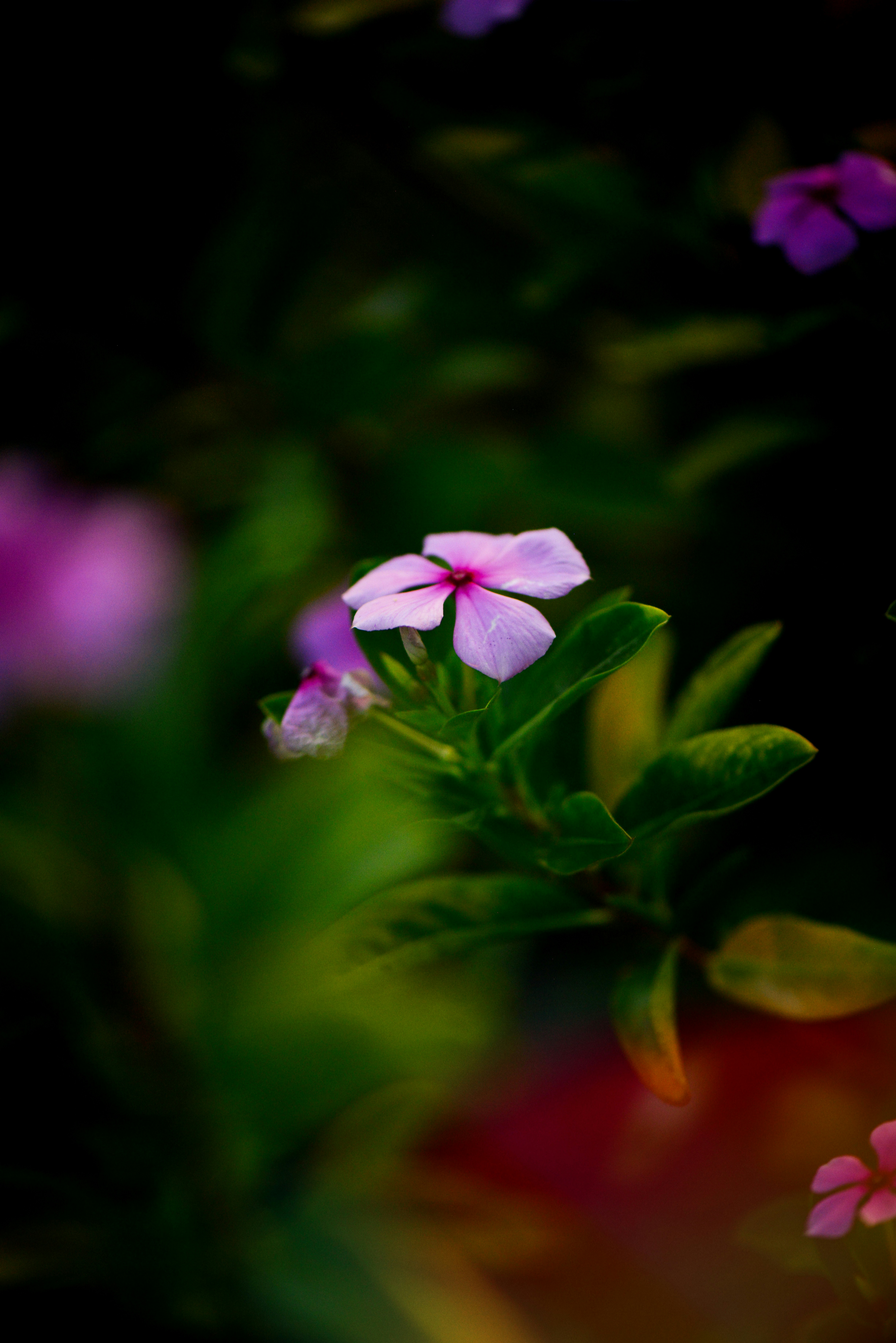 Fleur rose et blanche dans une lentille à bascule
