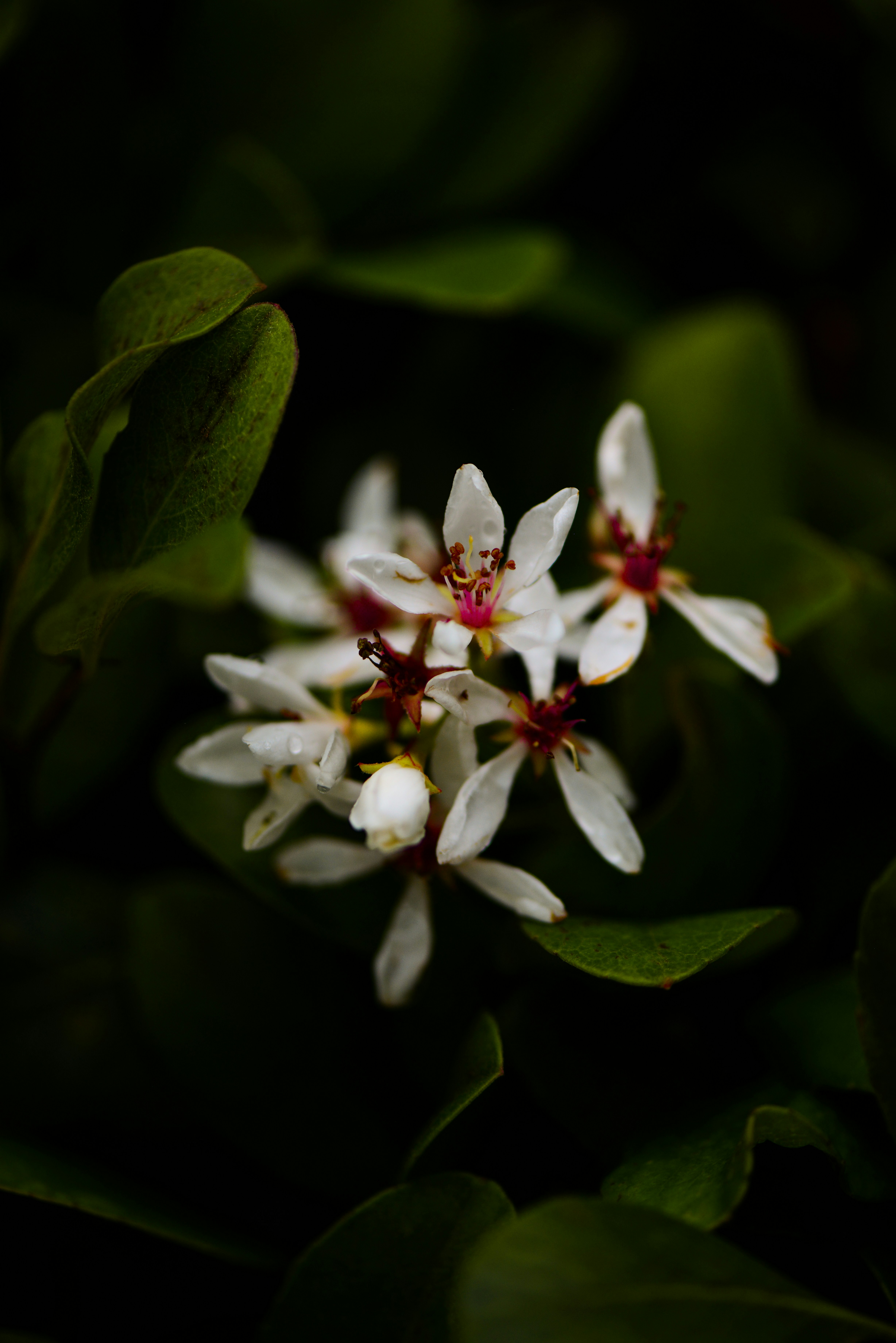 fleurs blanches avec des feuilles vertes