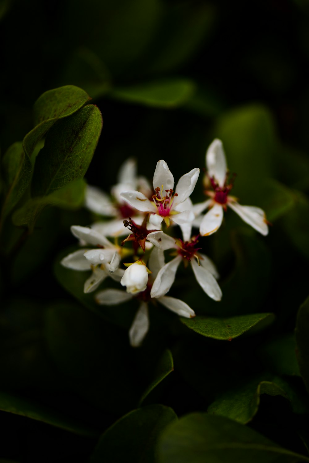 white flowers with green leaves