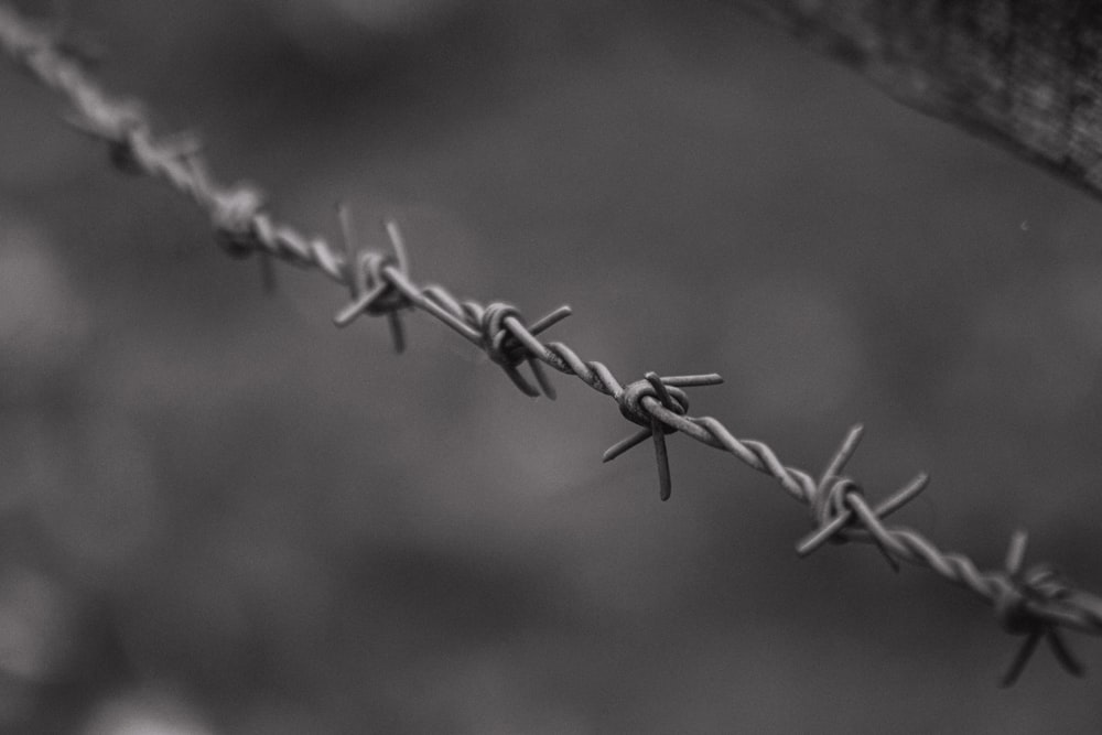 brown barbwire in tilt shift lens