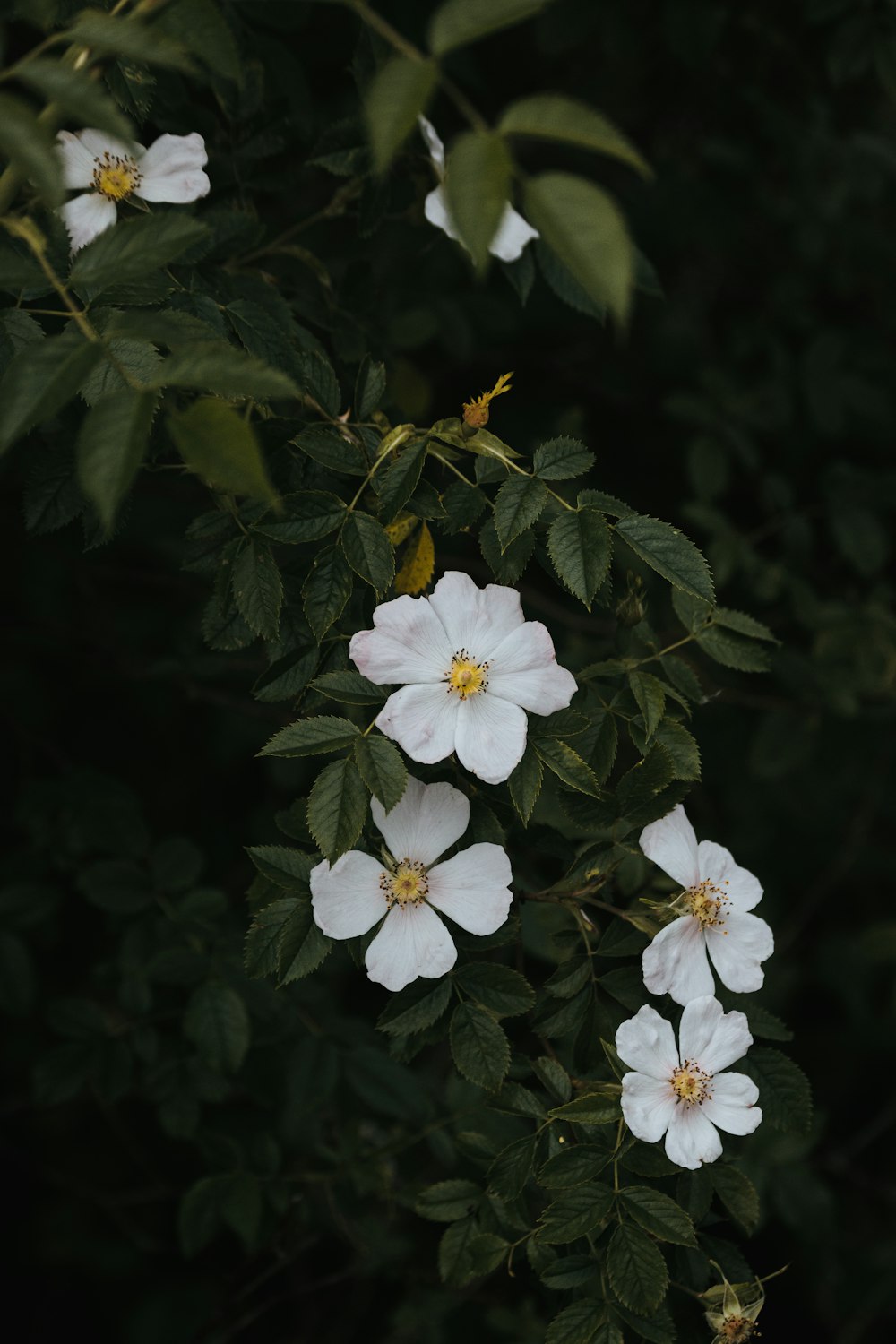 white flowers with green leaves