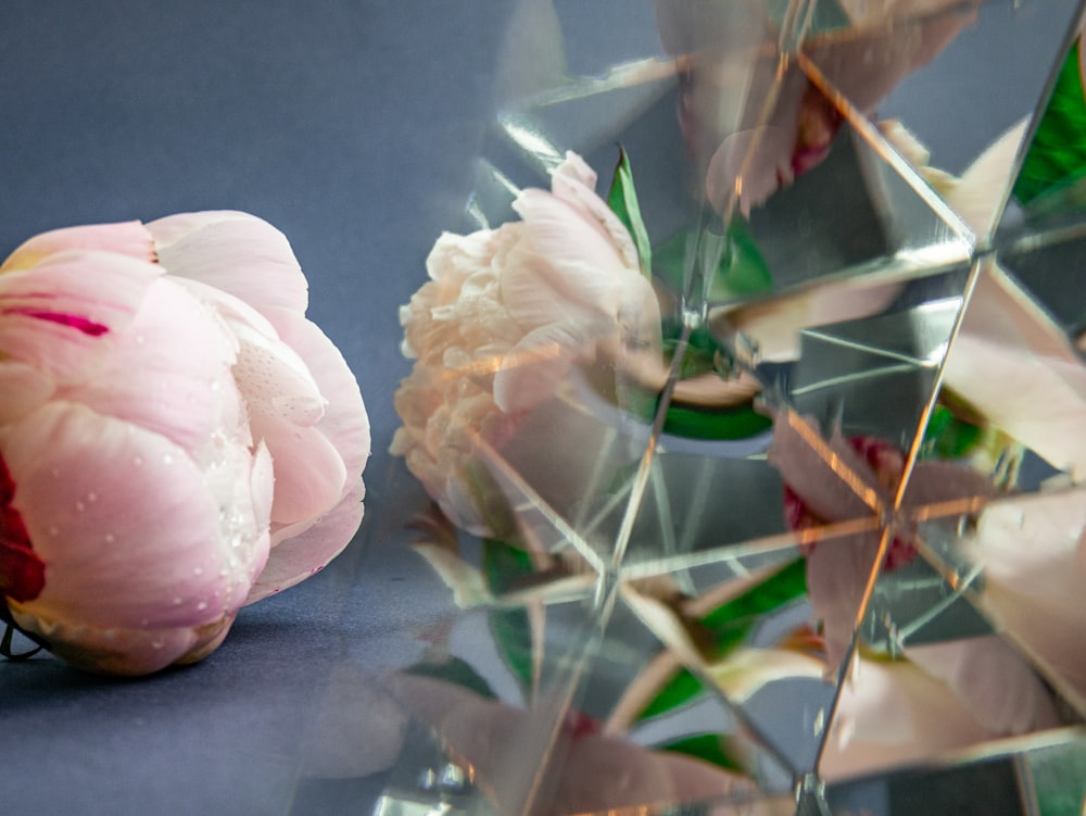 pink and white flower on black table