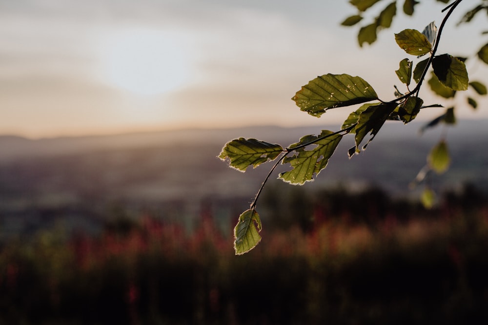 Foglia verde nell'obiettivo decentrabile