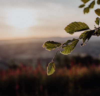 green leaf in tilt shift lens