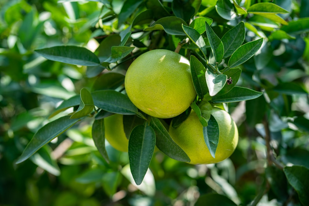 green round fruit in close up photography