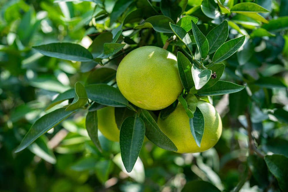클로즈업 사진의 녹색 둥근 과일