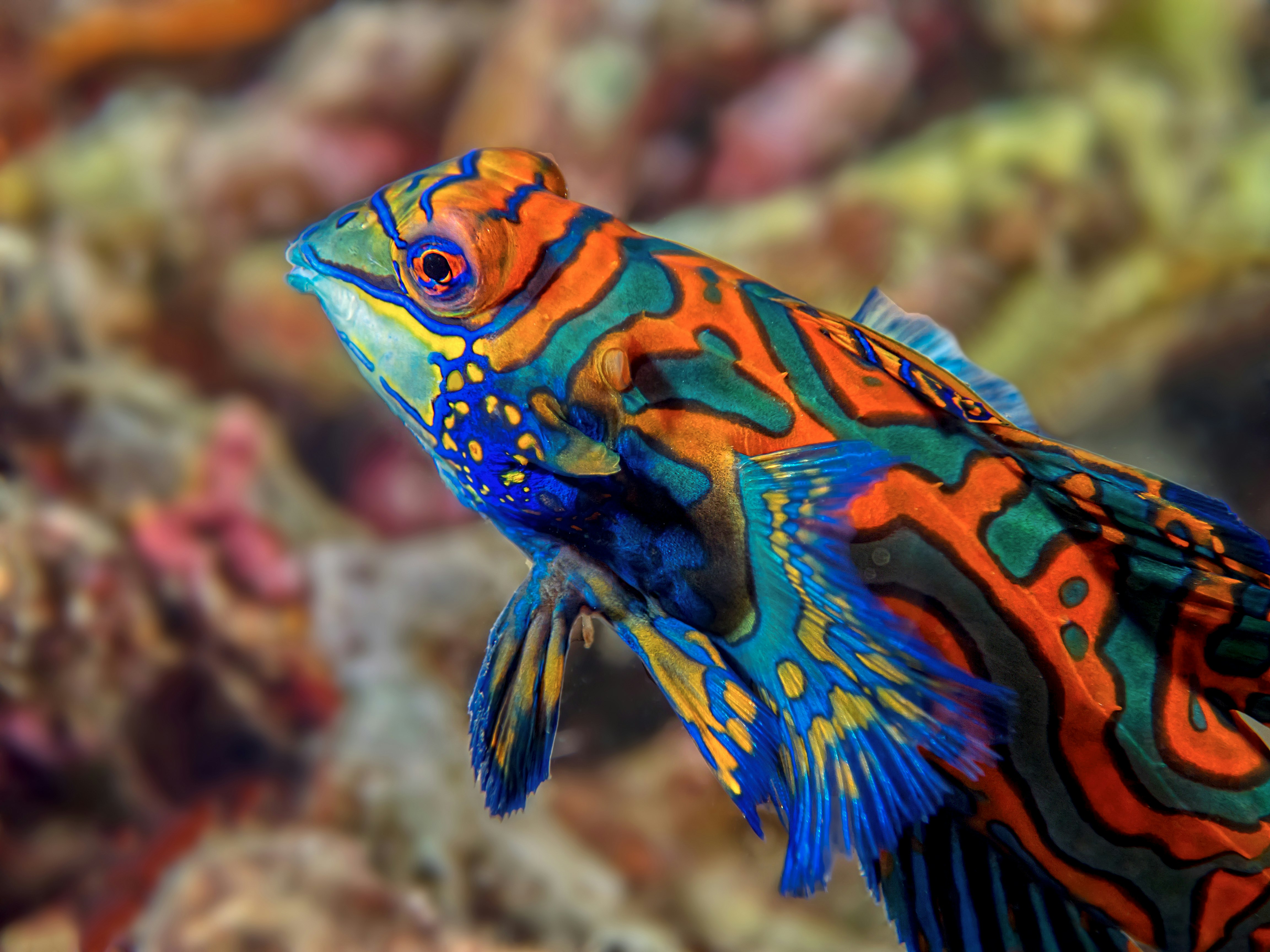 blue and yellow fish in water