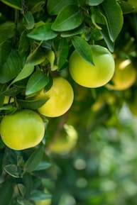yellow round fruit in close up photography