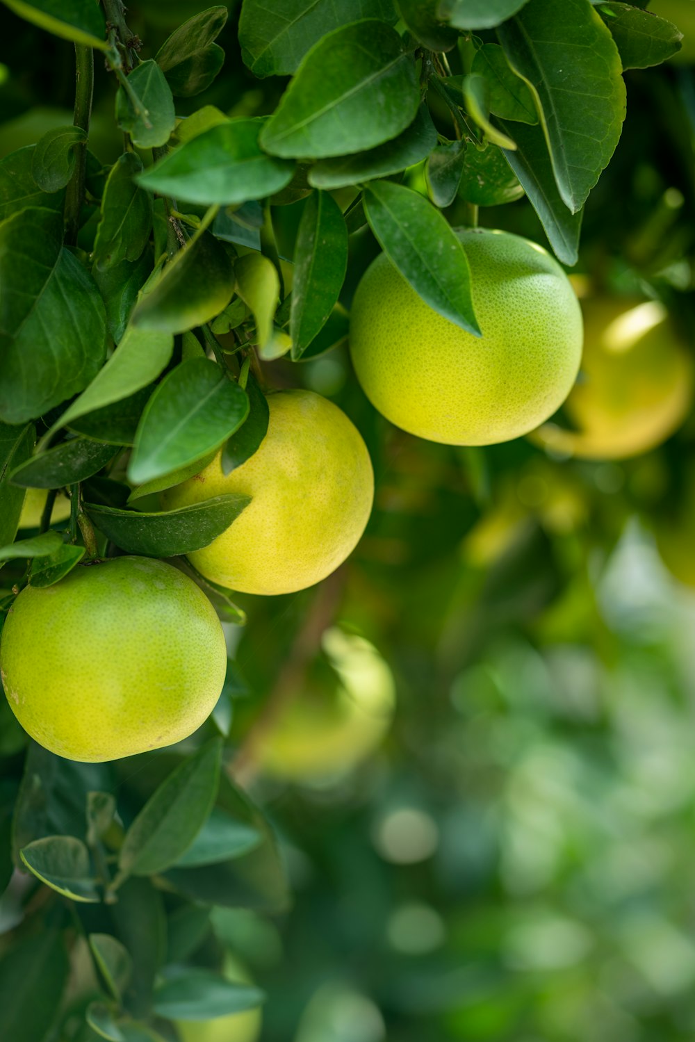 Gelbe runde Frucht in Nahaufnahme