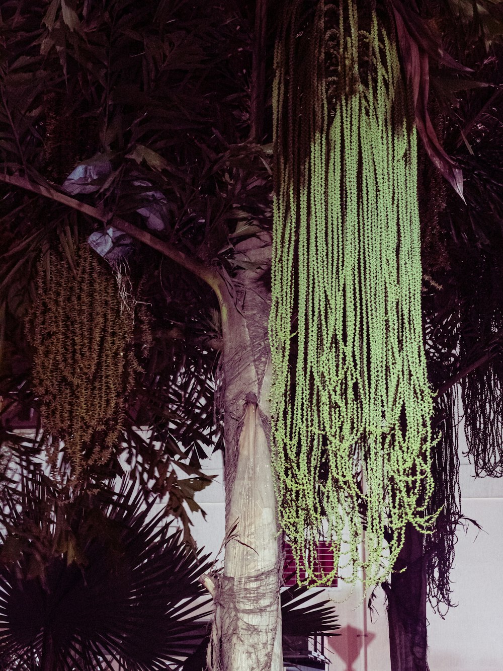 green cactus plant near brown wooden fence