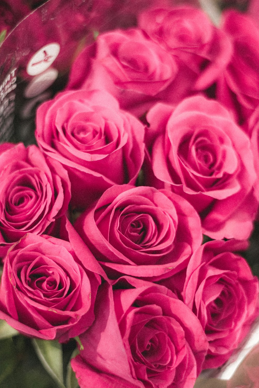 pink roses in close up photography