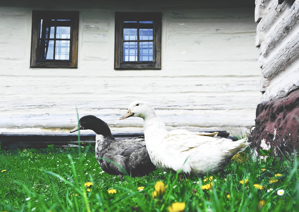 Weiße Ente auf grünem Rasenfeld