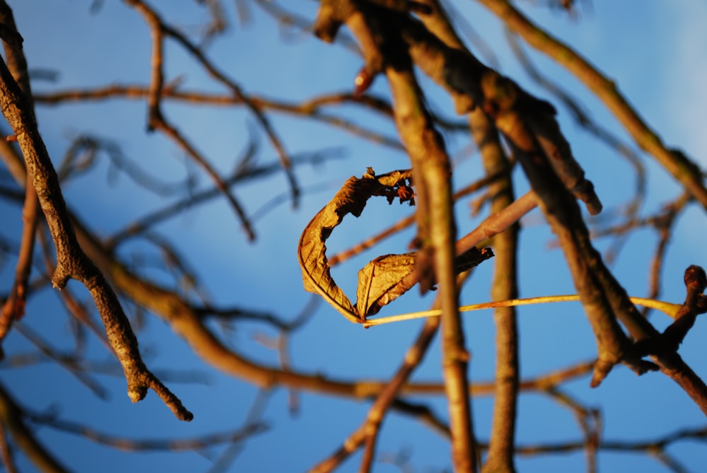 brown dried leaf on brown tree branch